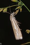 Crambus lathoniellus